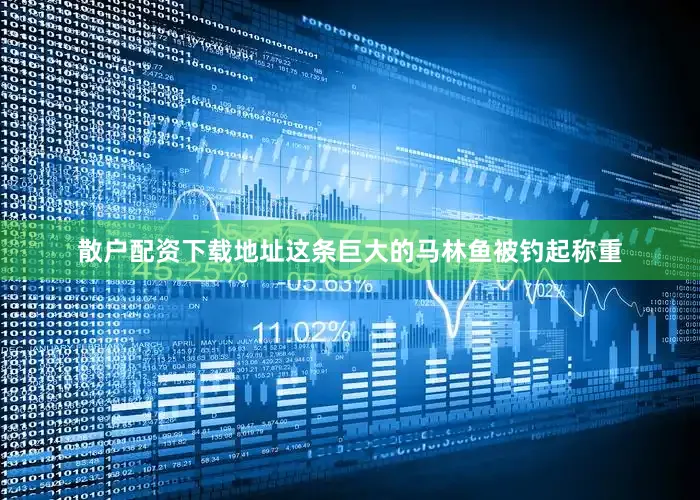 散户配资下载地址这条巨大的马林鱼被钓起称重